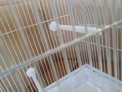 Vogel Kooi / Cage 11 Vogel Kooi / Cage -Birdshop Christina 20211024 112027