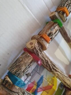 Birrdeeez5-Step Sekelbos Ladder - L -Birdshop Christina 20220522 144340