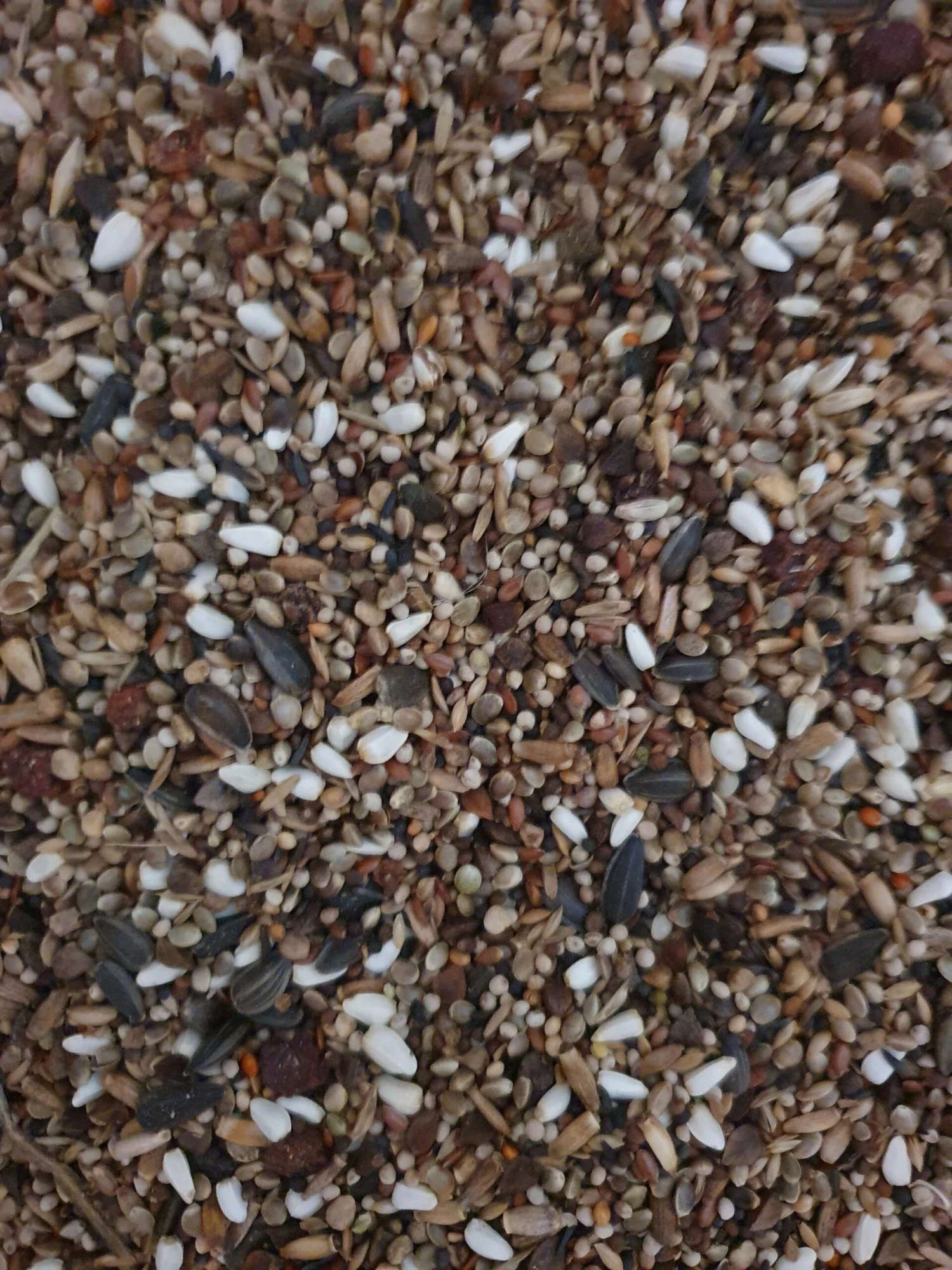 Goudvinken Oom Freddy 5kg - Hobbyfarm Hoebregts(Goudvinken Oom Freddy 15kg Hobbyfarm Hoebregts 1) 2 Goudvinken Oom Freddy 5kg - Hobbyfarm Hoebregts(Goudvinken Oom Freddy 15kg Hobbyfarm Hoebregts 1) - Afbeelding 2