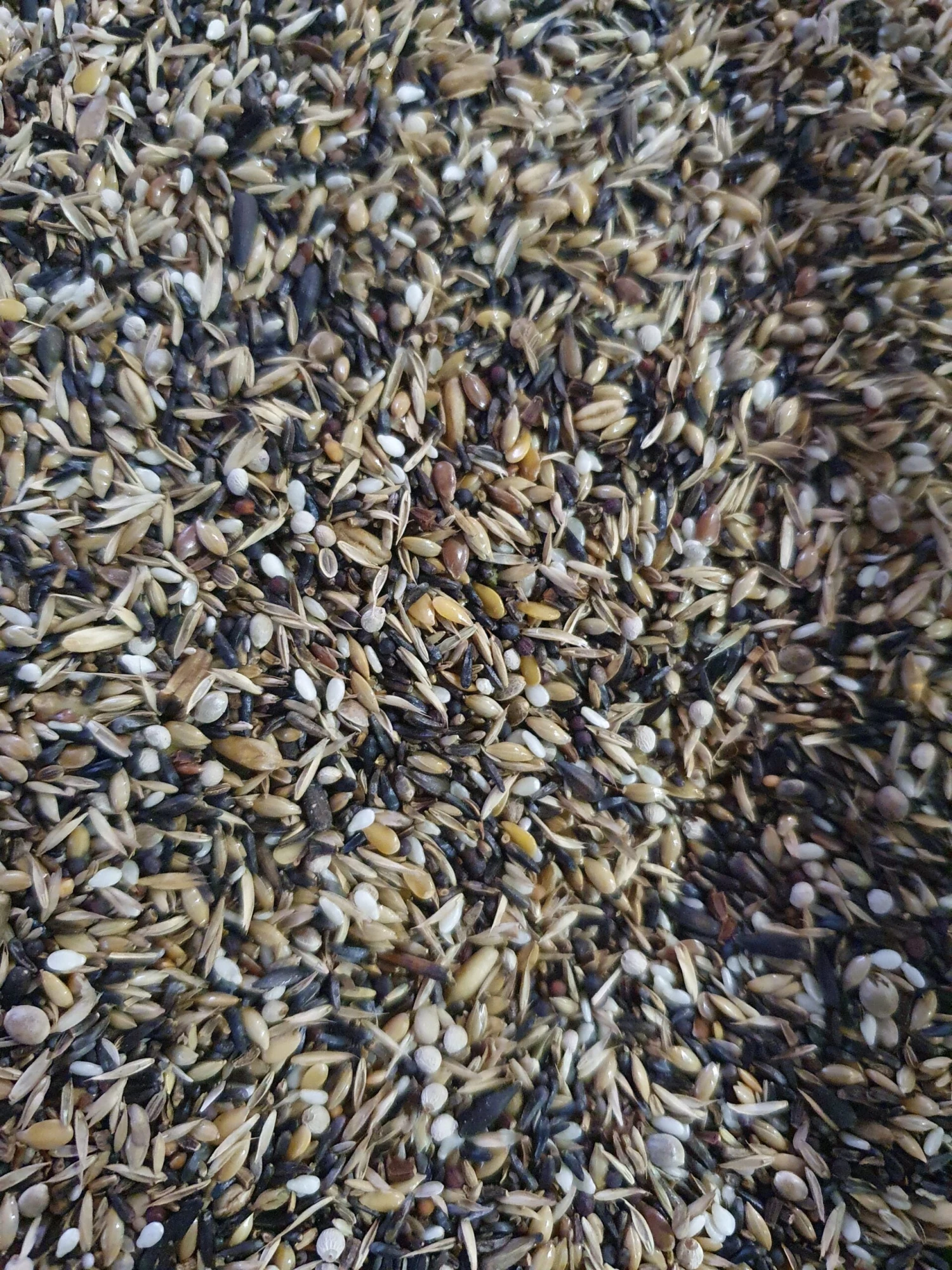 Prestige Blattner Distelvink 15kg - Versele Laga(Versele Laga Prestige Blattner Distelvink 15kg) 3 Prestige Blattner Distelvink 15kg - Versele Laga(Versele Laga Prestige Blattner Distelvink 15kg) - Afbeelding 3