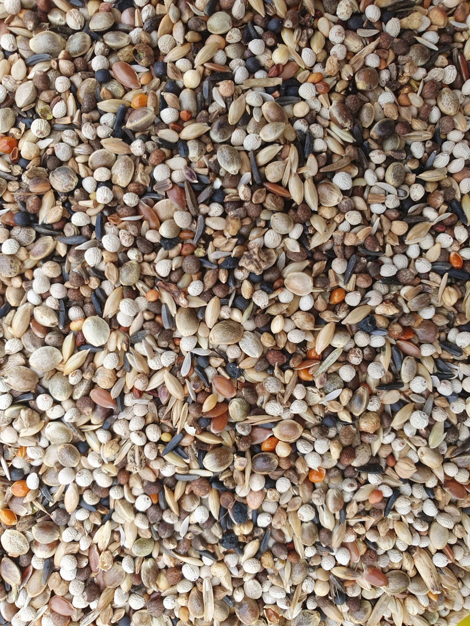 Super RE Distelvinken 20kg - Hobbyfarm Hoebregts(Hobbyfarm Hoebregts Distelvinken Mix Eddy Rimaux) 6 Super RE Distelvinken 20kg - Hobbyfarm Hoebregts(Hobbyfarm Hoebregts Distelvinken Mix Eddy Rimaux) - Afbeelding 6