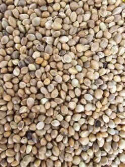 Kempzaad Monster Visser 3,5kg - Vadigran(Kempzaad Monster Visser 3 5kg Vadigran)