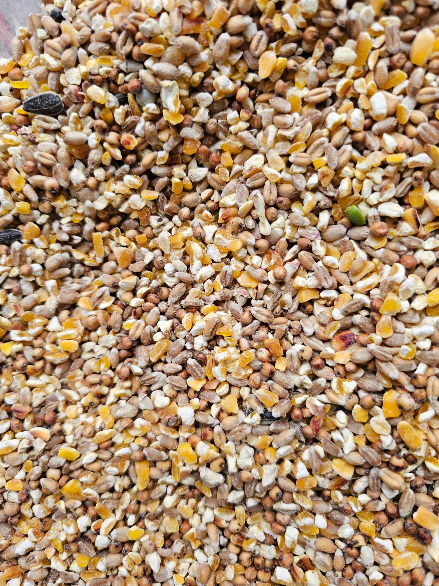 Poeljengraan 5kg - Kippen Voeder - Merkloos 3 Poeljengraan 5kg - Kippen Voeder - Merkloos - Afbeelding 3