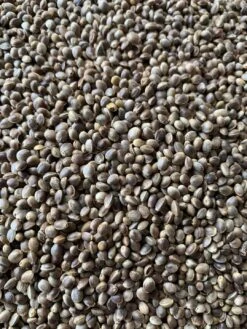 Kempzaad Zak 15kg - Grizo(Kempzaad Hennepzaad 15kg Grizo)