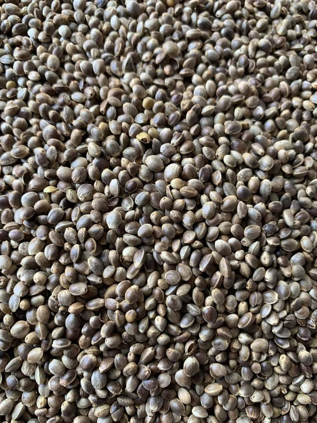 Kempzaad ( Hennepzaad ) 5kg(Kempzaad Hennepzaad 5kg) 1 Kempzaad ( Hennepzaad ) 5kg(Kempzaad Hennepzaad 5kg)