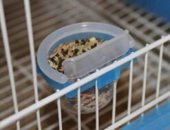 Shot Feeder - Moldes Ave -Birdshop Christina FB IMG 1663785877191