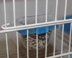 Shot Feeder - Moldes Ave -Birdshop Christina FB IMG 1663785880023