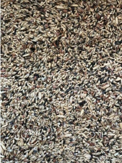 King Kanarie Zonder Raapzaad Kwaliteit Mengeling 5kg(Kopie Van King Kanarie Zonder Raapzaad Kwaliteit Mengeling 5kg Hobbyfirst)