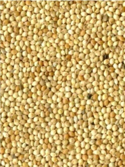 Rondzaad Wit ( Millet ) 20kg(Rondzaad Wit Millet Gierst 20kg)