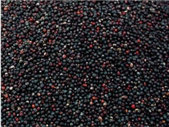 Versele Laga - Koolzaad 25kg(Versele Laga Koolzaad 25kg) -Birdshop Christina Screenshot 20211102 152748 Chrome