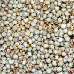 Dari Wit 25kg - Versele Laga(Versele Laga Dari 25kg 1)