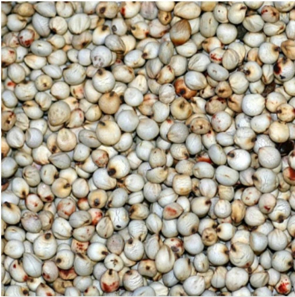 Dari Wit 25kg - Versele Laga(Versele Laga Dari 25kg 1) 1 Dari Wit 25kg - Versele Laga(Versele Laga Dari 25kg 1)