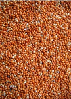 Rondzaad Rood ( Millet ) 1kg(Rondzaad Rood Millet Gierst 1kg)