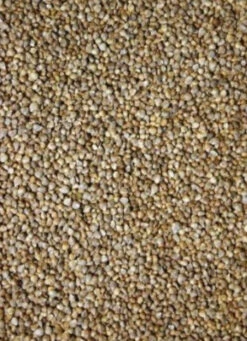 Spinazie Zaad 1kg(Spinazie Zaad 1kg)