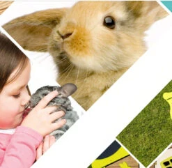 Kippenhok Happy Bunny -Birdshop Christina Screenshot 20211217 152907 Chrome