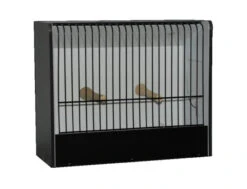 TT Kooi Zwart Exoten