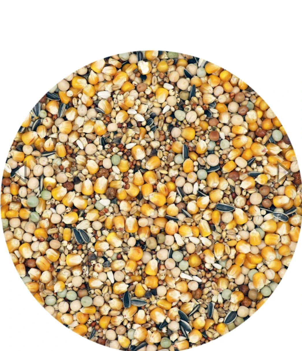 Standaard Kweken En Sport Zonder Gerst 25kg Versele Laga(Standaard Kweken En Sport Zonder Gerst 25kg) 2 Standaard Kweken En Sport Zonder Gerst 25kg Versele Laga(Standaard Kweken En Sport Zonder Gerst 25kg) - Afbeelding 2