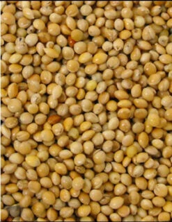 Rondzaad Geel ( Millet ) 25kg - Versele Laga(Versele Laga Gele Millet 25kg)