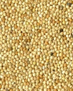 Rondzaad Wit ( Millet ) 5kg(Rondzaad Wit Millet 5kg)