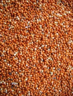 Rondzaad Rood ( Millet ) 5kg(Rondzaad Rood Millet Gierst 5kg)