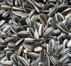 Versele Laga - Zonnebloem Pitten Gestreept Gereinigd 12,5kg(Versele Laga Zonnebloem Pitten Gestreept Gereinigd 12 5kg) -Birdshop Christina Screenshot 20220908 184603