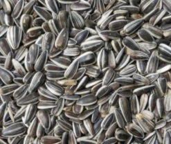 Gestreepte Zonnebloempitten 12,5kg(Zonnebloempitten Gestreept 12 5kg)