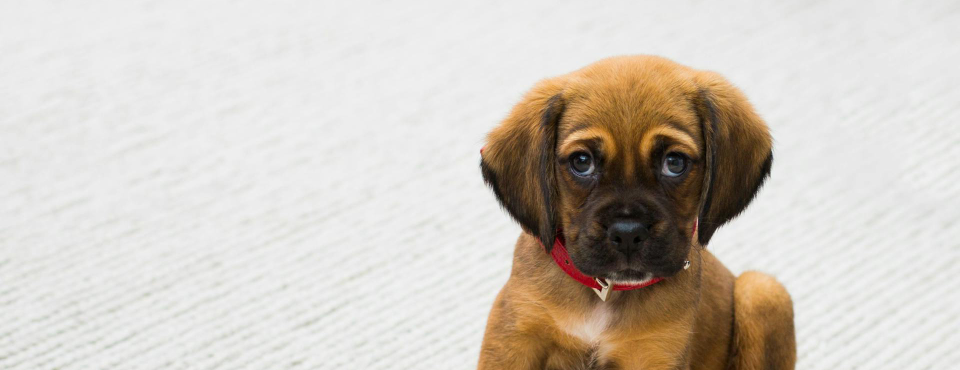 Voorkant -Birdshop Christina pexels tdcat 59523