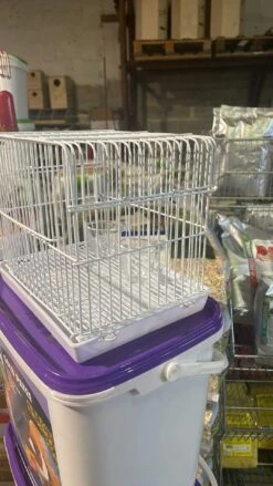 Transport Kooi Wit ( Mini ) -Birdshop Christina received 772737166942658